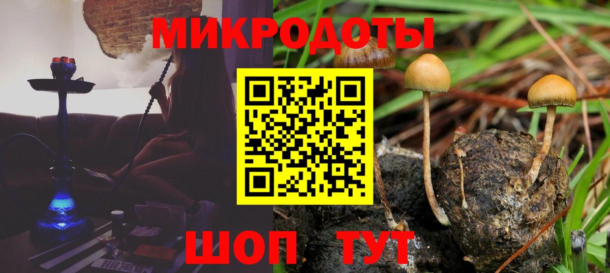 Галлюциногенные грибы Psilocybe Лабинск